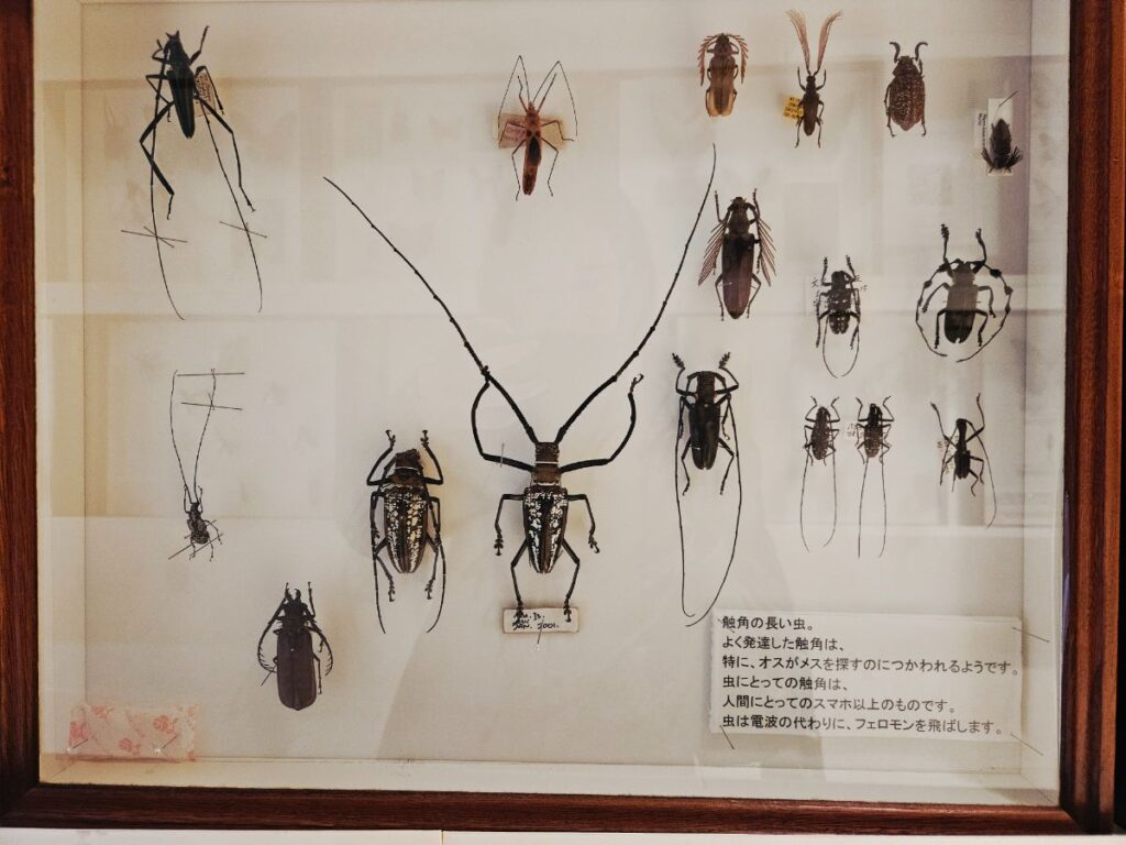 標本がたくさん並ぶ展示室。小さな羽の色や模様まで見えて、大人まで夢中になります！