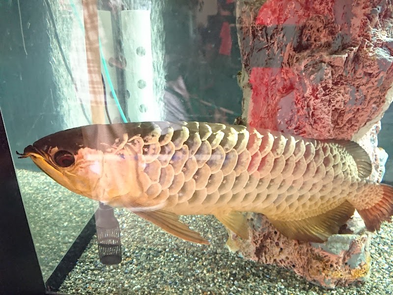 桐生が岡公園 水族館