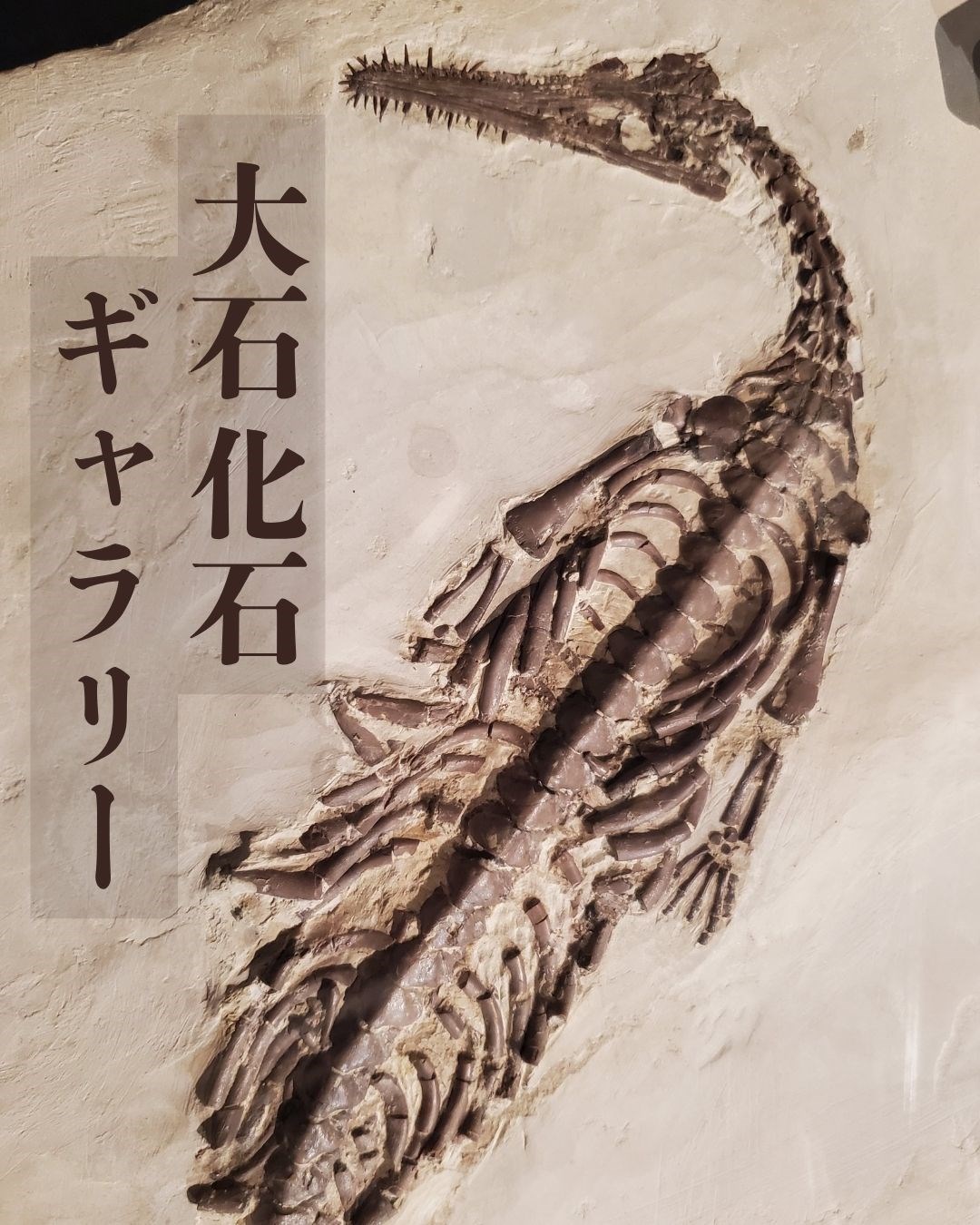 室内で楽しめる穴場スポット・・(@{Type=card; Url=https://test.futofura.com/media/009_oishi_kaseki/; FinalUrl=https://test.futofura.com/media/009_oishi_kaseki/; Title=大石化石ギャラリー｜都心で本物の化石に出会える！親子で楽しめる無料の穴場博物館 | 穴場おでかけスポット検索メディア【ふとふらっと】; SiteName=穴場おでかけスポット検索メディア【ふとふらっと】; Description=; ImageUrl=https://test.futofura.com/wp-content/uploads/2026/04/9top.jpg; ImageSource=ogp; HostName=test.futofura.com}.Title)