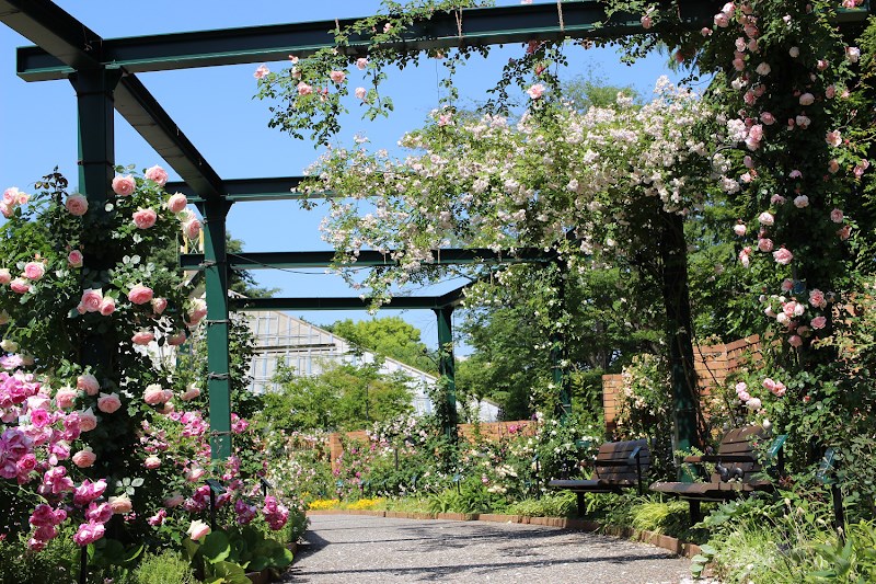 親子でのびのび過ごせる！東京の屋外遊び場・公園スポット・・(@{Type=card; Url=https://test.futofura.com/spot/shikinokaori_rose/; FinalUrl=https://test.futofura.com/spot/shikinokaori_rose/; Title=四季の香ローズガーデン | 穴場おでかけスポット検索メディア【ふとふらっと】; SiteName=穴場おでかけスポット検索メディア【ふとふらっと】; Description=; ImageUrl=https://test.futofura.com/wp-content/uploads/2026/05/AJRVUZN5t0yLtd3mdc4hrhcEwL9sVX38bSL5iRTTY0QgURqCRjJE22X9EPKRP3IHbkDBe3wQqhVORXFbesdEwzyGLOy5gV1N5x_k3pZx2HcFGaQaO380APUhJMQhYQ7J-AJPOzyMvyScDOXxi8zbPQs1600-w800.png; ImageSource=ogp; HostName=test.futofura.com}.Title)