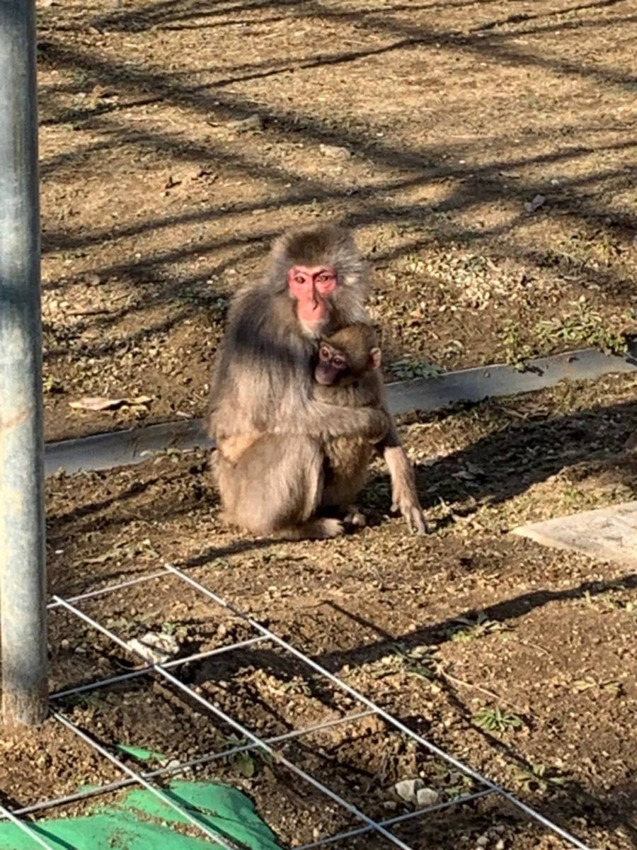 高宕山自然動物園｜高宕山自然動物園